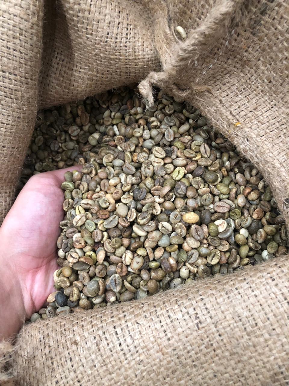  Unwashed Robusta green coffee beans S18