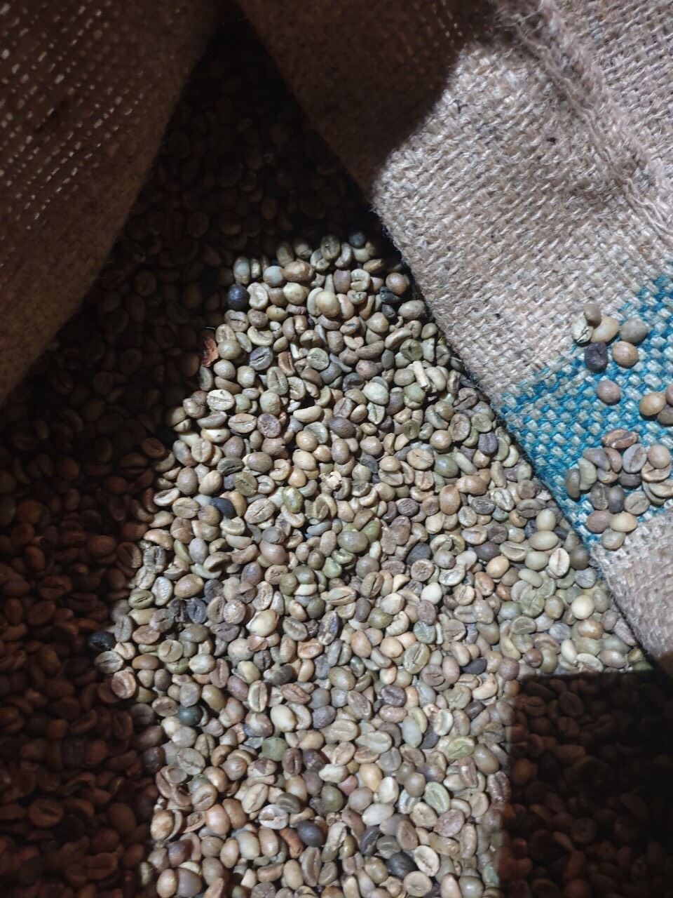  Unwashed Robusta green coffee beans S16